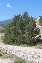 Resin - Piñon Pine
