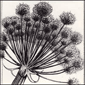 motionfield - optical flow